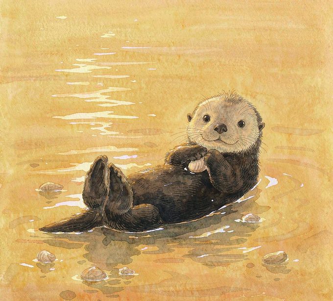 小海獭淘淘的藏宝小口袋